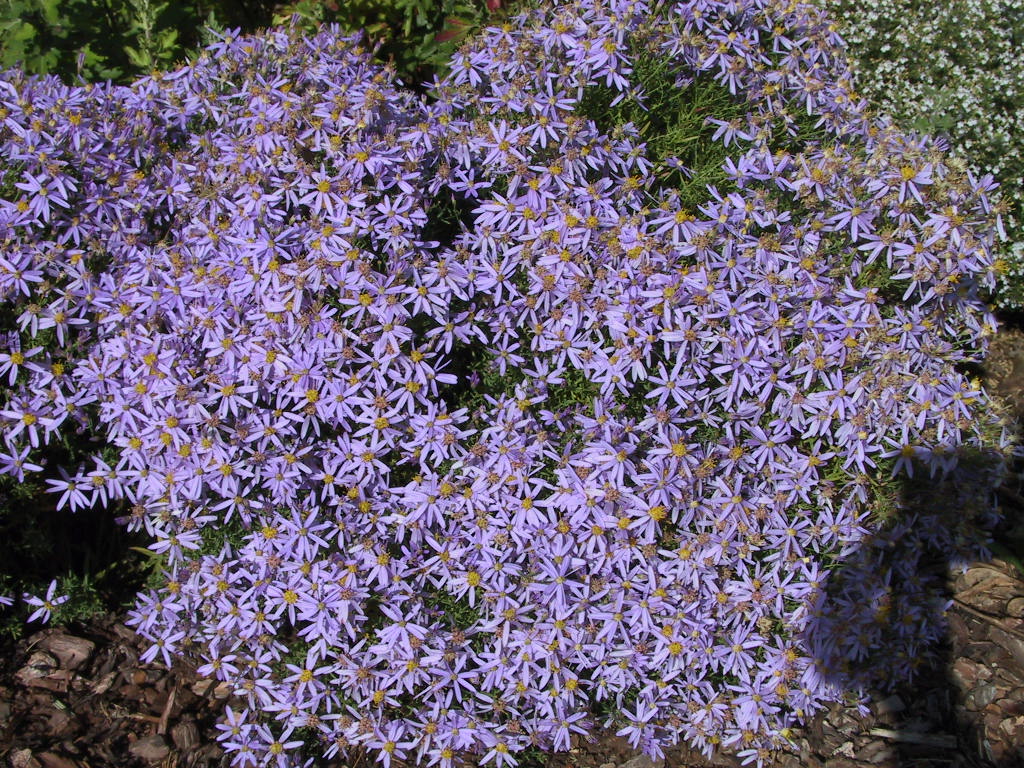 Aster sedifolius Nanus -nah1.jpg